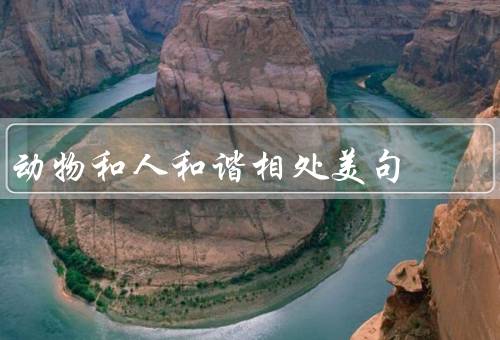 动物和人和谐相处美句，互相依赖、对待尊重、共同保护