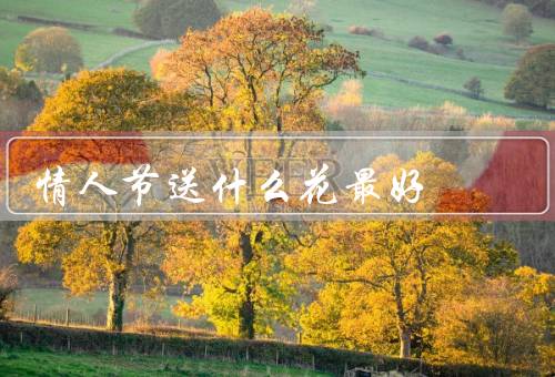 情人节送什么花最好（花寓意／颜色／搭配）