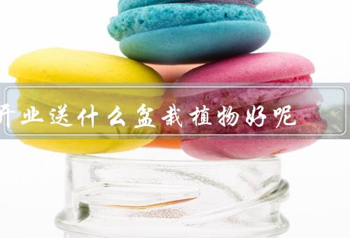 开业送什么盆栽植物好呢（吉祥如意、幸福之树、发财树）