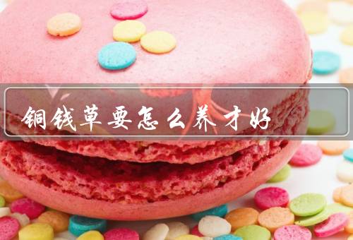 铜钱草要怎么养才好（光照／温度／水分和肥料）