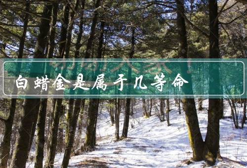 白蜡金是属于几等命，特点／用途／市场前景