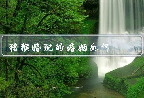 猪猴婚配的婚姻如何，背景／原因／婚姻的结果