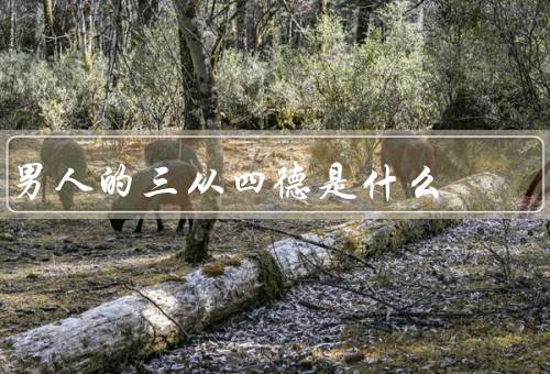 男人的三从四德是什么（三从／四德）