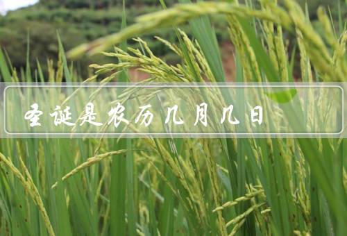 阿弥陀佛圣诞是农历几月几日，教义／意义
