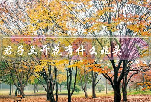 君子兰开花有什么兆头（开花前的叶子变化／花蕾的形成／花朵的绽放）