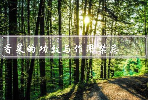 香菜的功效与作用禁忌（功效／作用／禁忌）