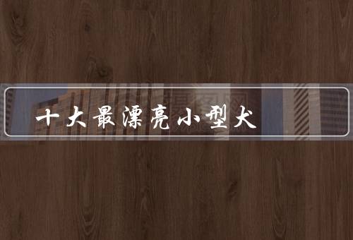十大最漂亮小型犬，哈士奇／博美犬／贵宾犬