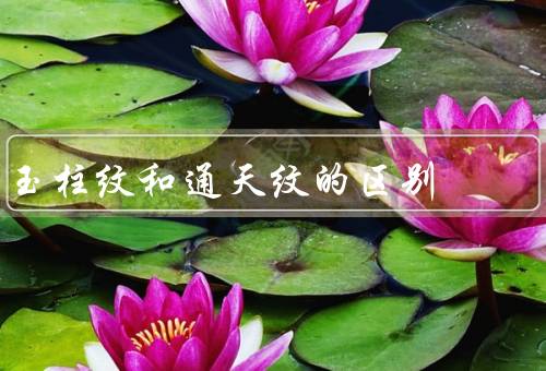 玉柱纹和通天纹的区别（玉柱纹、通天纹、两者的区别）