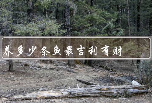 养多少条鱼最吉利有财，一对鱼／八条鱼／九条鱼