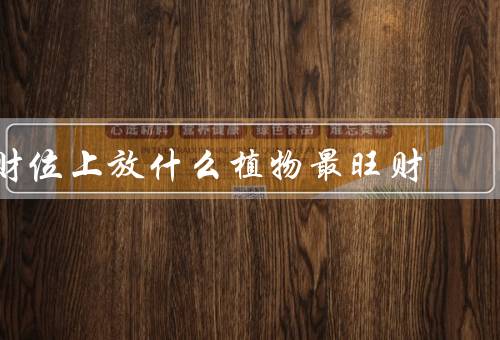 财位上放什么植物最旺财，吊兰／金钱树／绿萝