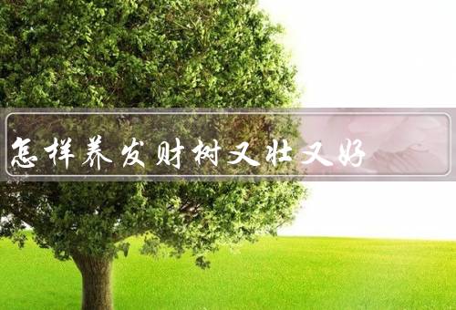 怎样养发财树又壮又好，选择合适的养护环境、正确浇水、适时施肥