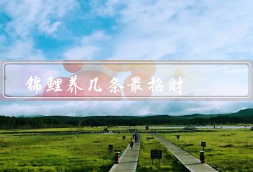 锦鲤养几条最招财（数量多的锦鲤更招财／品相好的锦鲤更招财）