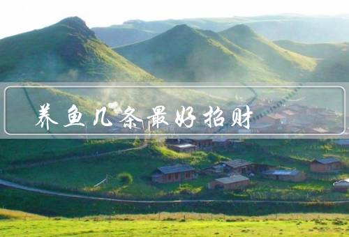 养鱼几条最好招财（鱼种的选择、水族箱的布置、水的处理）