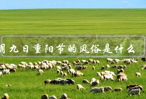 九月九日重阳节的风俗是什么，祭祖祭神／登高赏菊／饮菊花酒