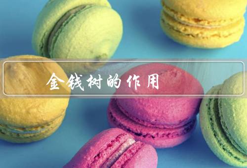 金钱树的风水作用，招财纳福／平衡财运／增加生意兴旺