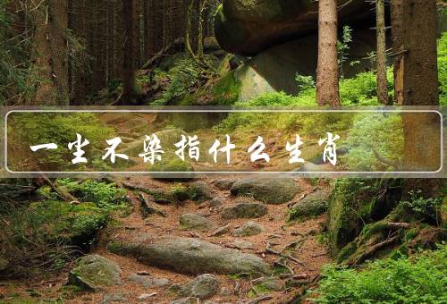 一尘不染指什么生肖（虎／兔／蛇）