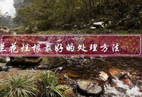 兰花烂根最好的处理方法，预防措施／检查病根／加强养护