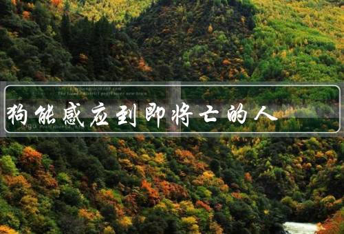 狗能感应到即将死亡的人，嗅觉／观察力／情感和直觉