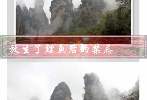 放生了鲤鱼后的禁忌，地点选择／数量控制／时间选择