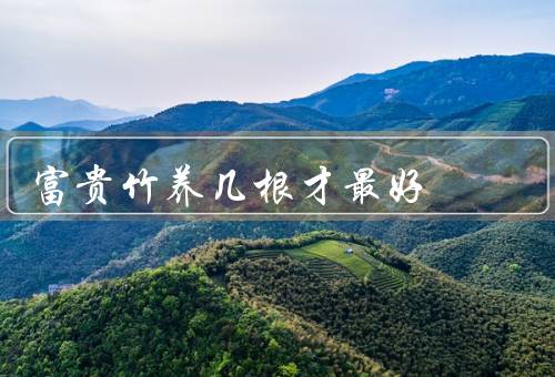 富贵竹养几根才最好（适宜养护环境、水分管理、施肥方法）