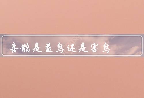 喜鹊是益鸟还是害鸟，益处／害处／综合评价