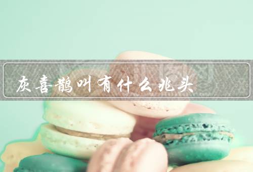灰喜鹊叫有什么兆头（好兆头／恶兆头／与天气的关系）