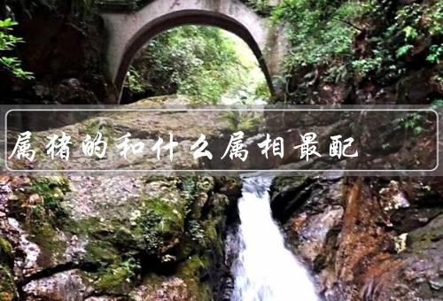 属猪的和什么属相最配（性格互补／共同追求稳定和安定的生活）