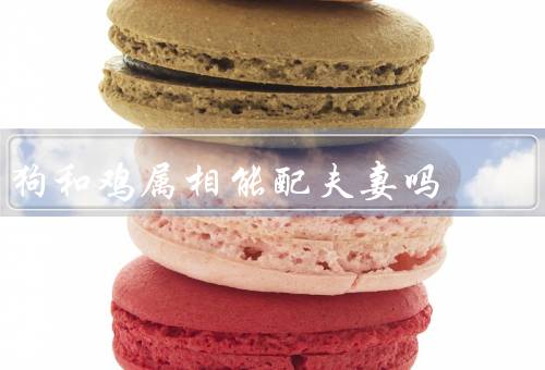 狗和鸡属相能配夫妻吗，狗和鸡的性格特点、性格特点的互补