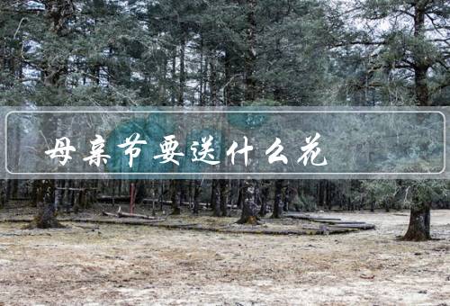 母亲节要送什么花，康乃馨／玫瑰／百合