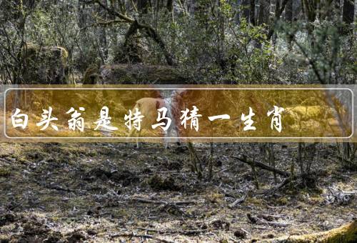 白头翁是特马猜一生肖，生活习性／栖息地／对人类意义