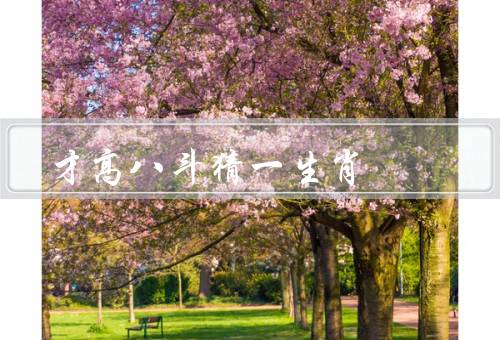 才高八斗猜一生肖，玩家才高八斗／乐趣无限／传统文化传承