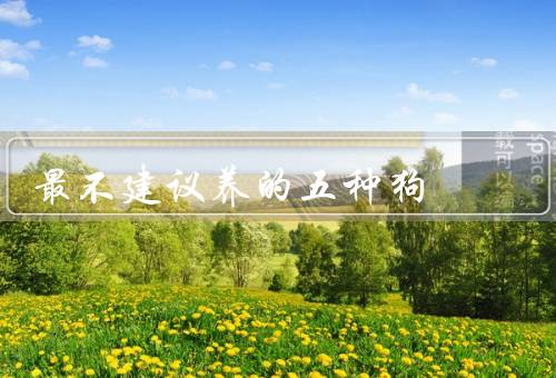 最不建议养的五种狗，杜宾犬、阿富汗猎犬、巴哥犬