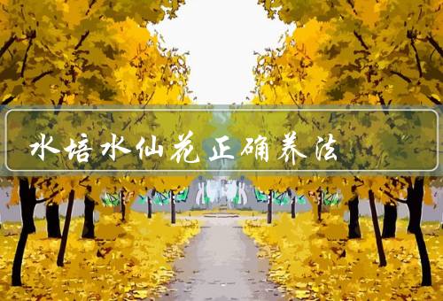 水培水仙花正确养法，水培方法／光照和温度／水的更换和养护